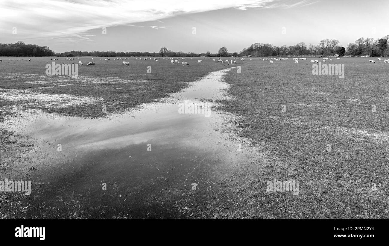 Houghton Wiese mit Schafen und Wasser Stockfoto