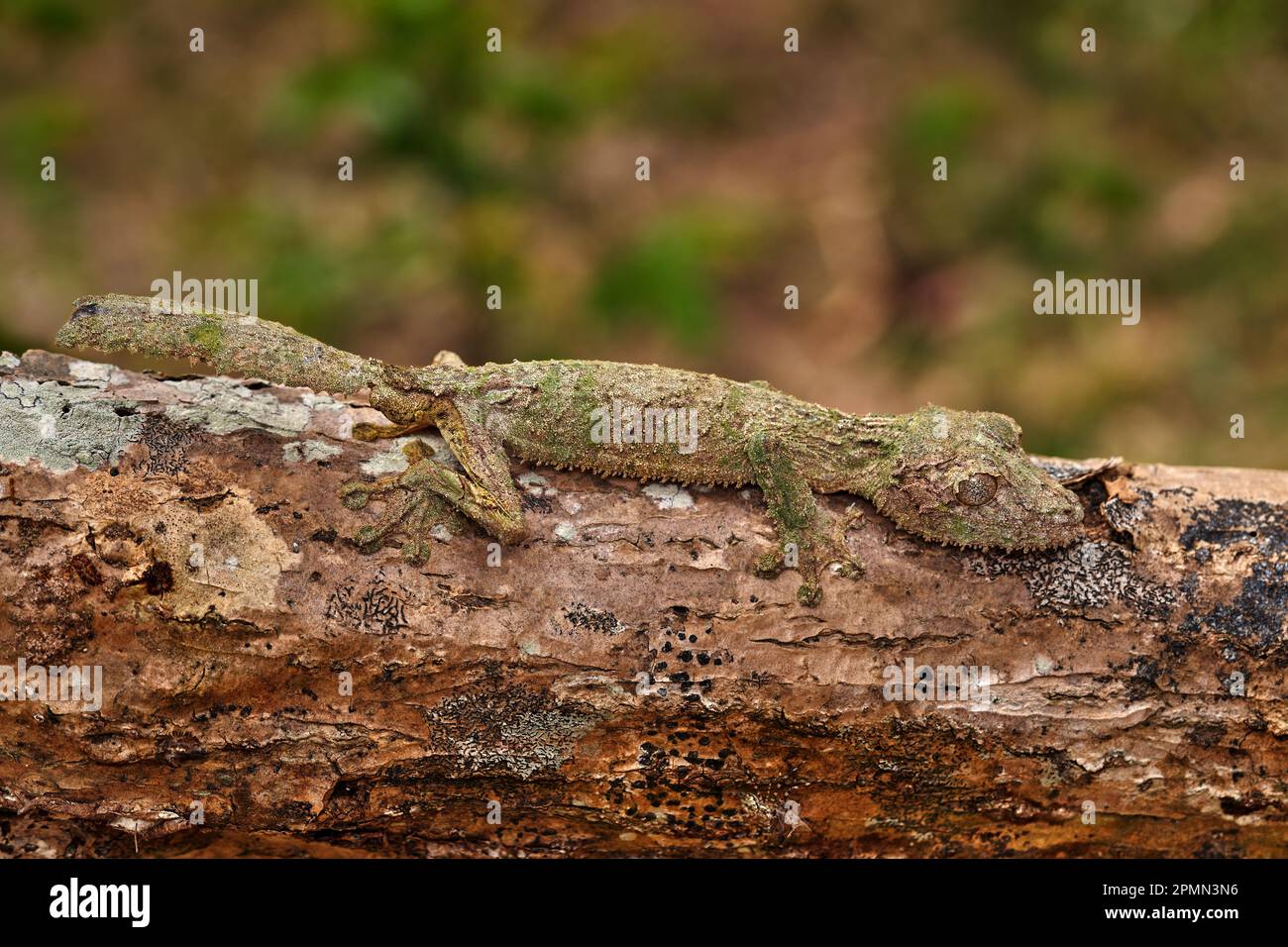 Mossy Leaf Tailed Gecko, Uroplatus sikorae, Reserve Peyrieras, im natürlichen Lebensraum Eidechsen. Gecko aus Madagaskar. Eidechse getarnt im Kofferraum. M Stockfoto