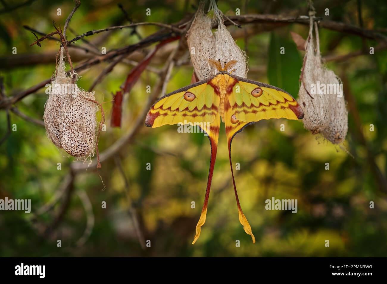 Kometenmotte, Argema mittrei, großer gelber Schmetterling in der Natur, Andasibe Mantadia NP in Madagaskar. Madagaskar-Mondmotte mit großem Kokon in gr Stockfoto