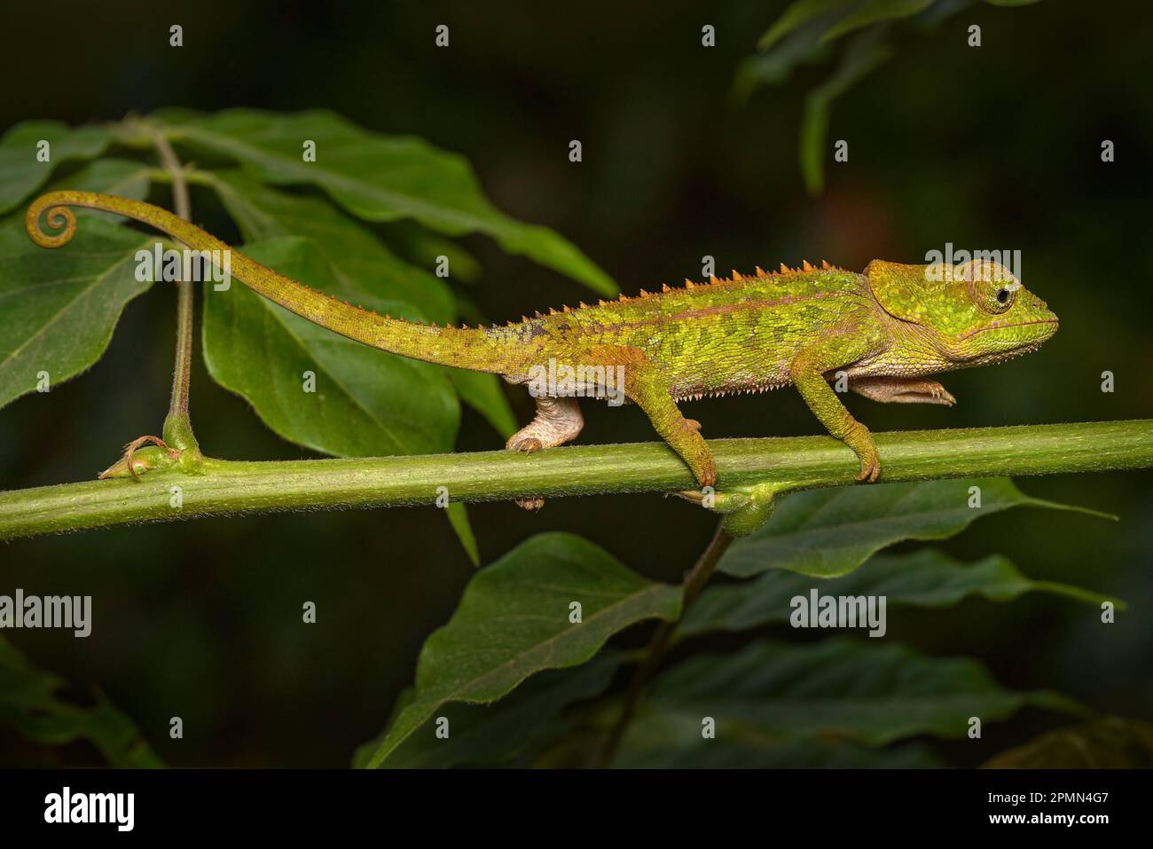 Calumma brevicorne, das kurzhornige Chamäleon, endemisch in Madagaskar. Grüne Eidechse im Naturlebensraum. Chamäleon in Andasibe Mantadia NP in Madagas Stockfoto