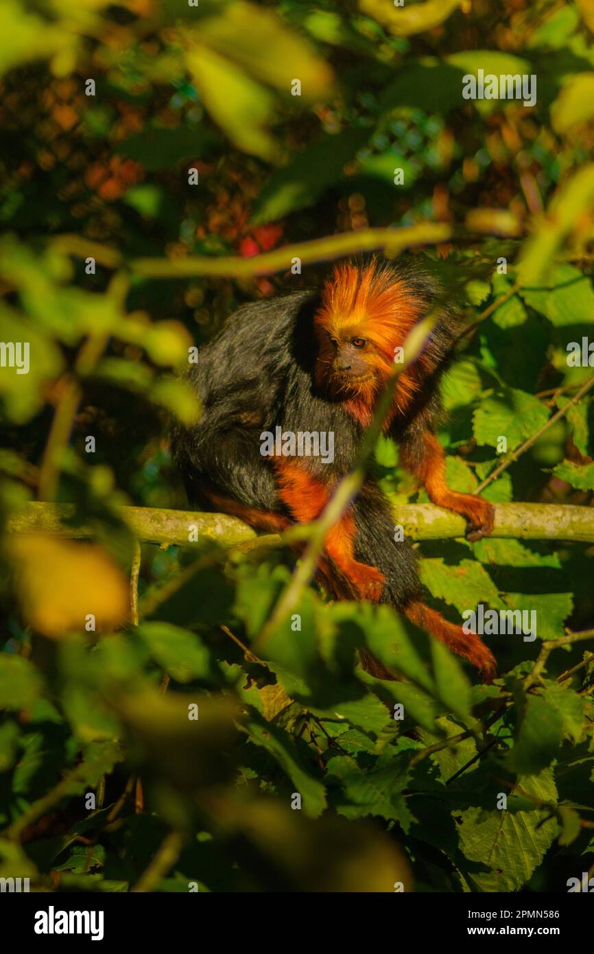 kleiner Affe auf Baum Stockfoto