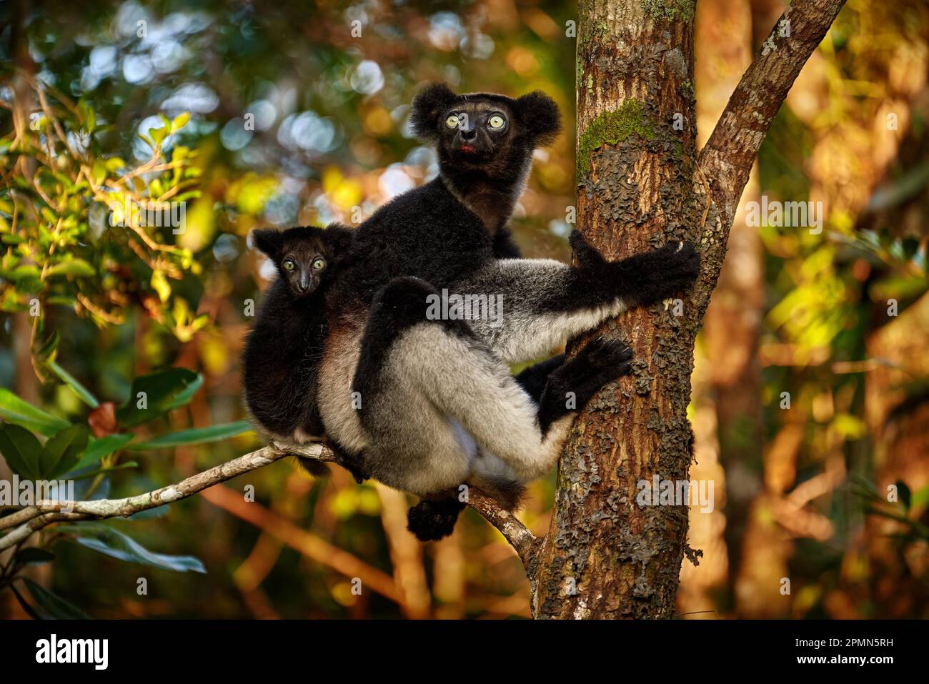 Wildtiere Madagaskar, Babakoto, Indri indri, Wildtiere Madagaskar, Affe mit jungen Jungtieren im Andasibe Mantadia NP Wald, Madagaskar. Lemur in der Stockfoto