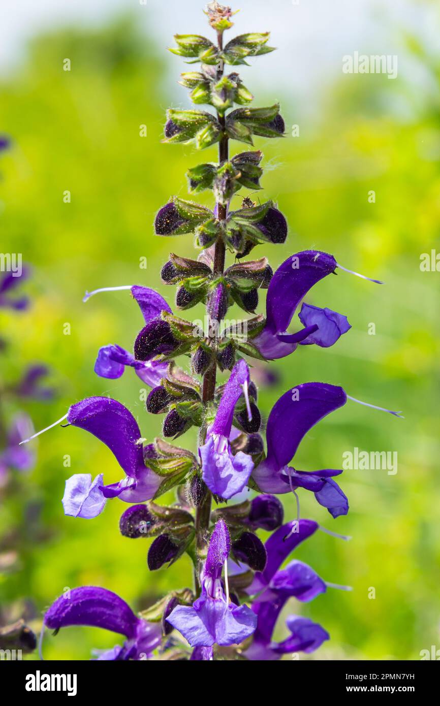 Salvia pratensis, die Wiesenklarre oder Wiesensalbei, ist eine Blütenpflanzenart der Familie Lamiaceae, die in Europa, Westasien und Norther heimisch ist Stockfoto