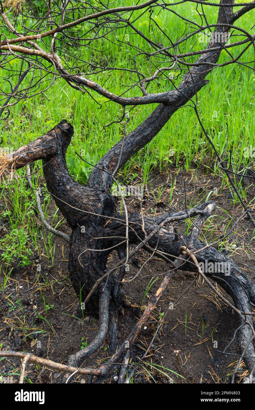 Trocknen Sie junge Kiefern nach einem Grasbrand. Verbrannte Baumstämme, getrocknete Nadeln. Stockfoto