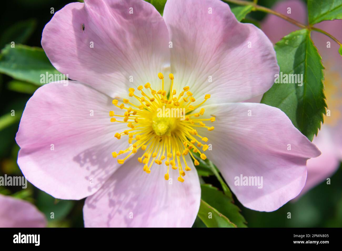 Hunderose Rosa canina hellrosa Blüten in Blüte auf Zweigen, wunderschöne wilde Blütenstrauße, grüne Blätter. Stockfoto