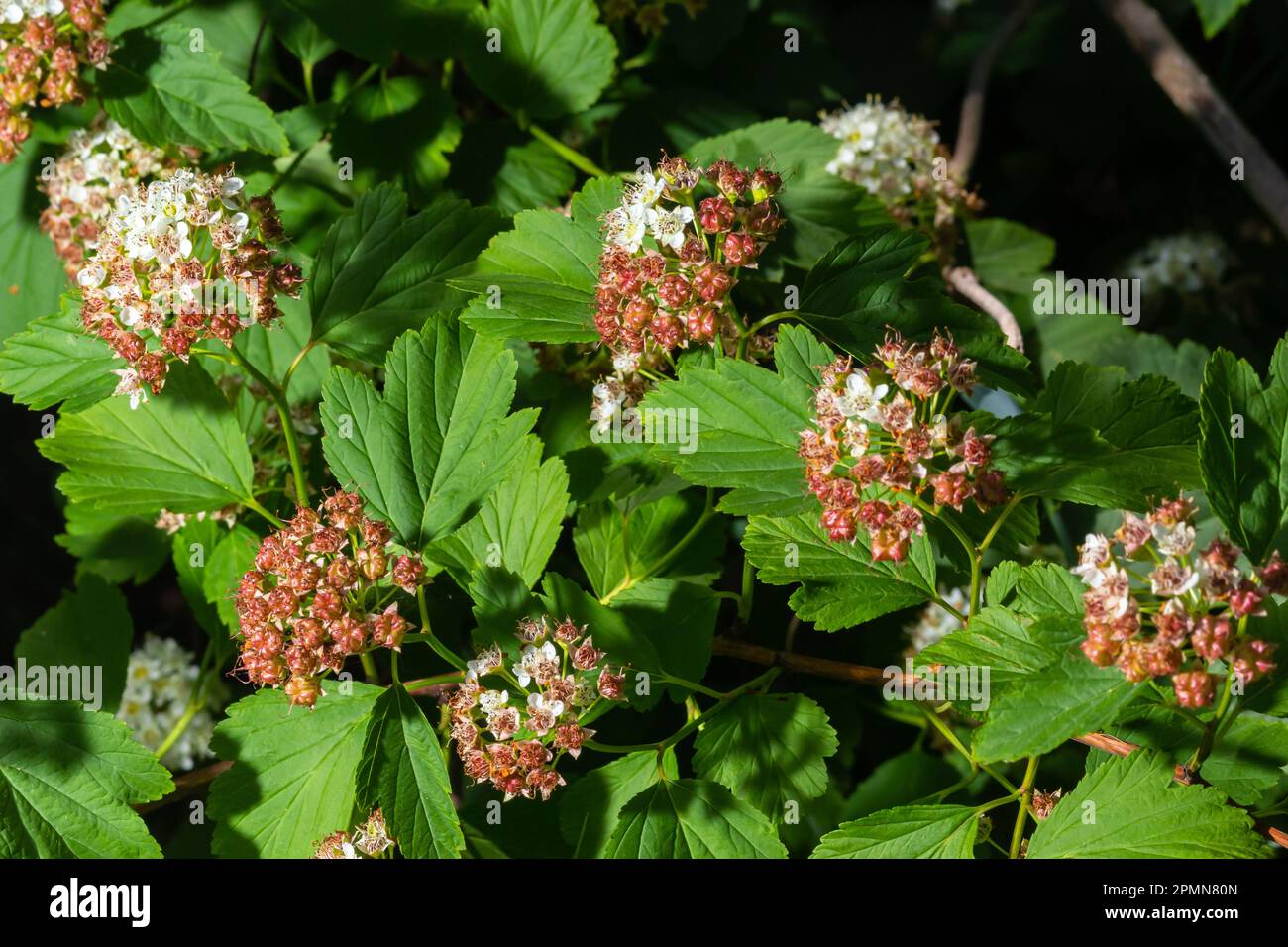 Blühender Ninebardenstrauch aus der Nähe. Physokarpus capitatus, gemeinhin als pazifischer Ninebark oder hoher Ninebark bezeichnet. Stockfoto