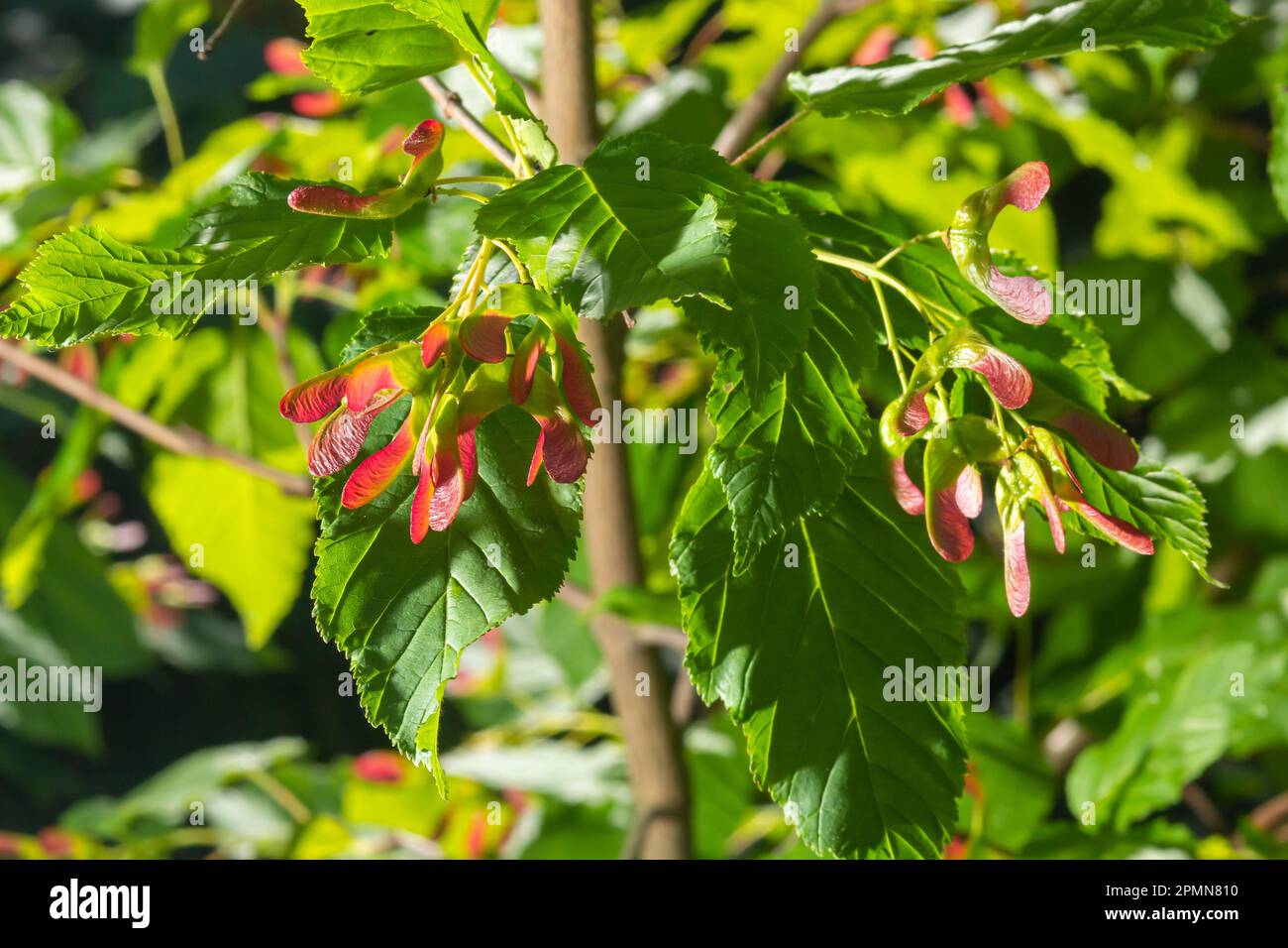 Nahaufnahme rötlich-rosa gereifter Früchte von Acer tataricum subsp. Ginnala Tatar Ahorn oder Tatarianischer Ahorn. Stockfoto