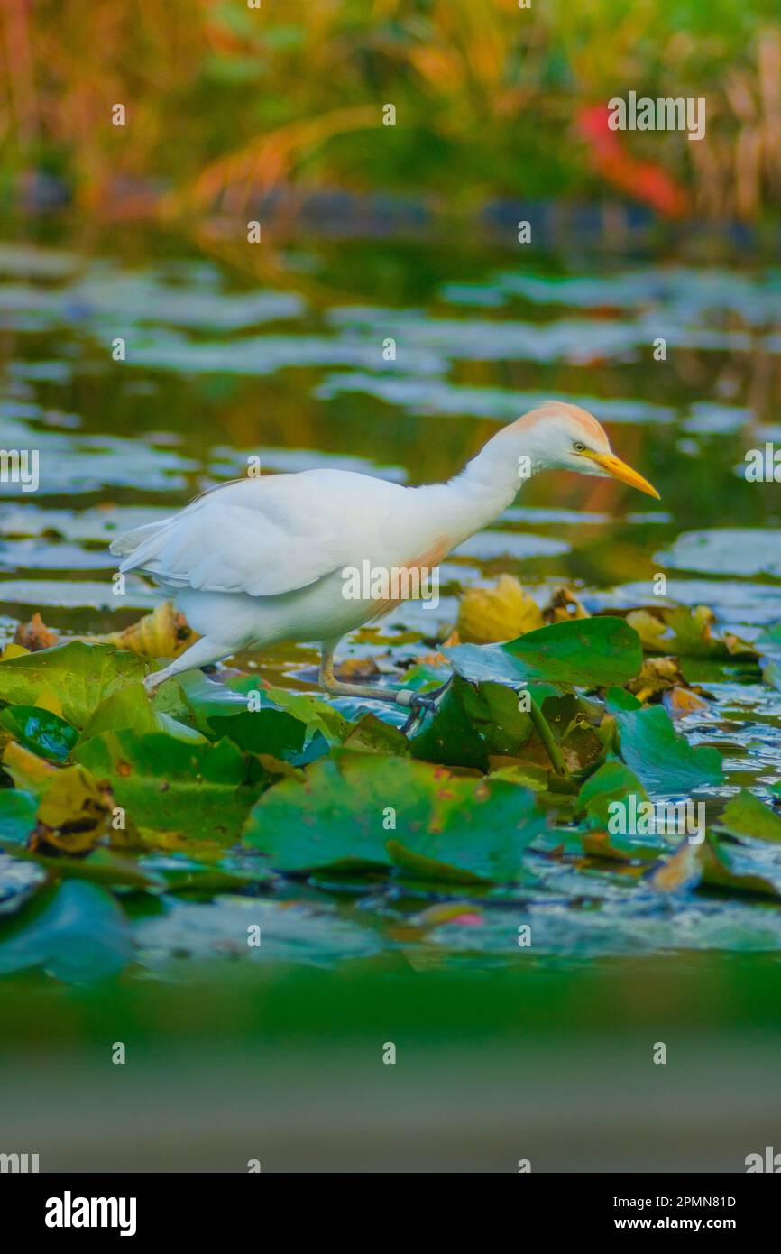 Tanz des Kuhreihers Stockfoto