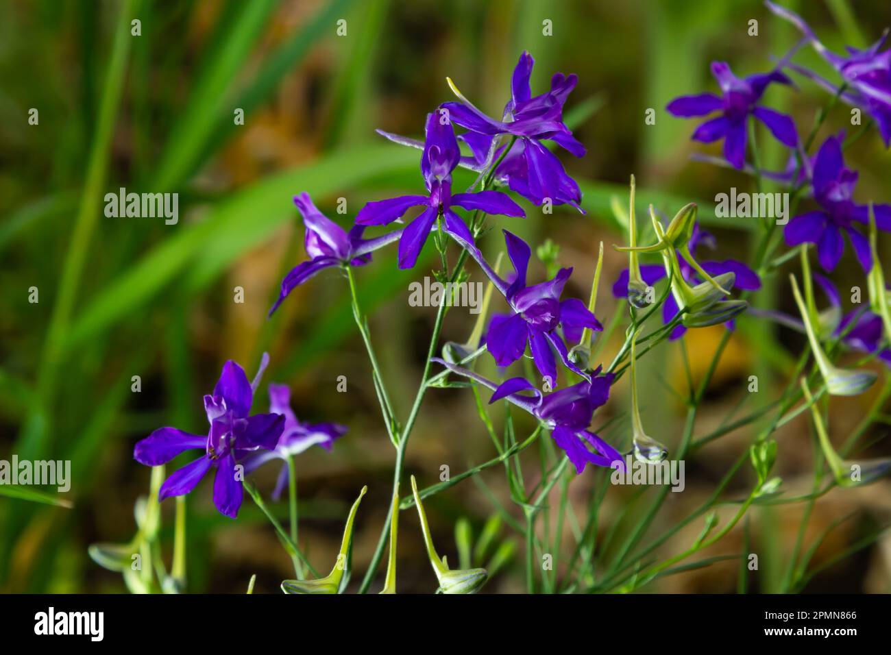 Larkspur, Consolida regalis oder Wilddelphinium Blüten, geringe Schärfentiefe. Sommerkräuter. Stockfoto