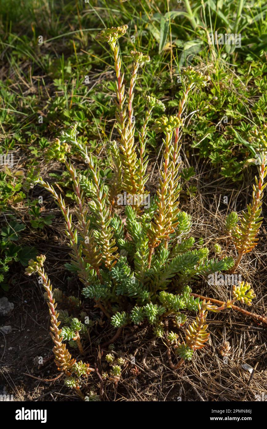 Sedum sediforme, Crassulaceae. Wilde Pflanze im Sommer. Stockfoto