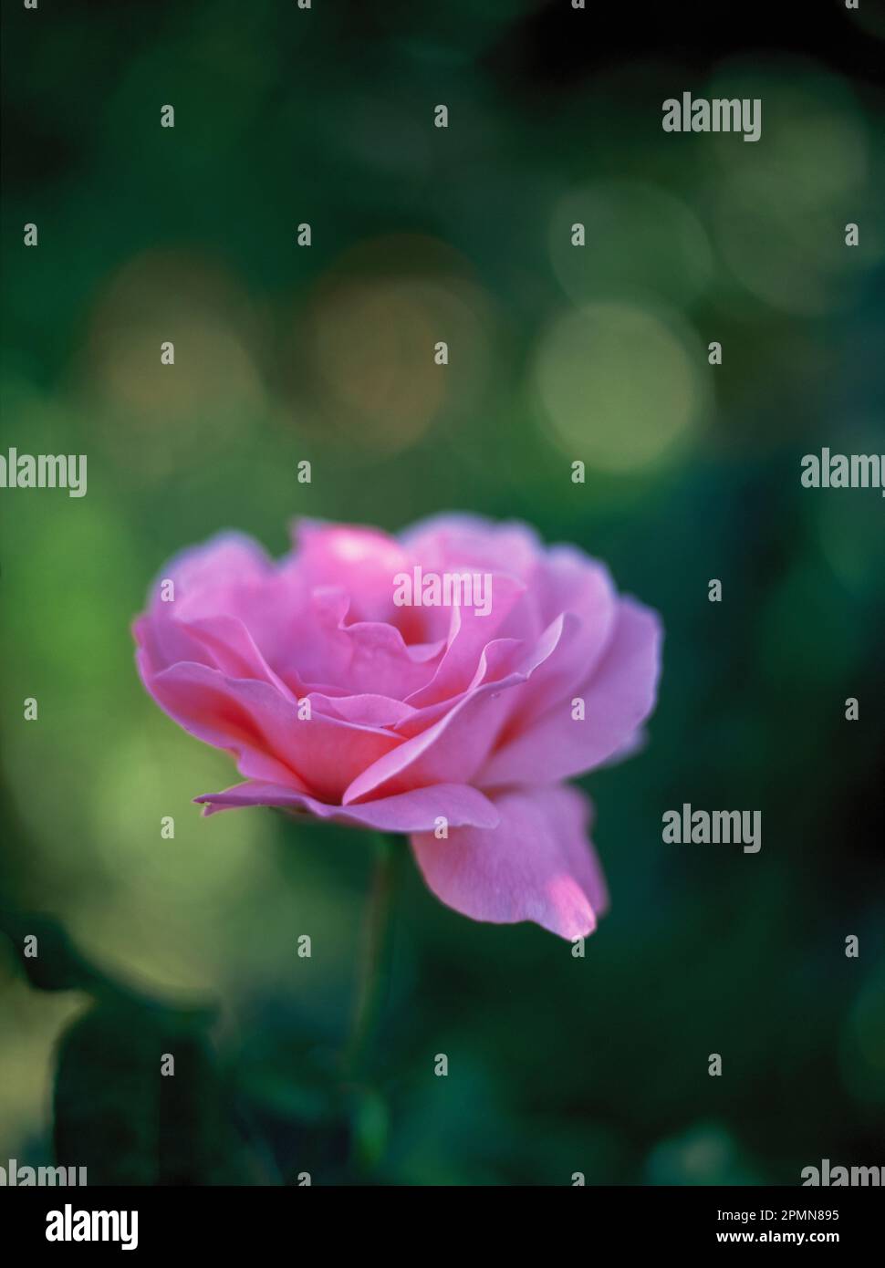 England. Somerset. Blumen wachsen. Rosa Rose. Stockfoto