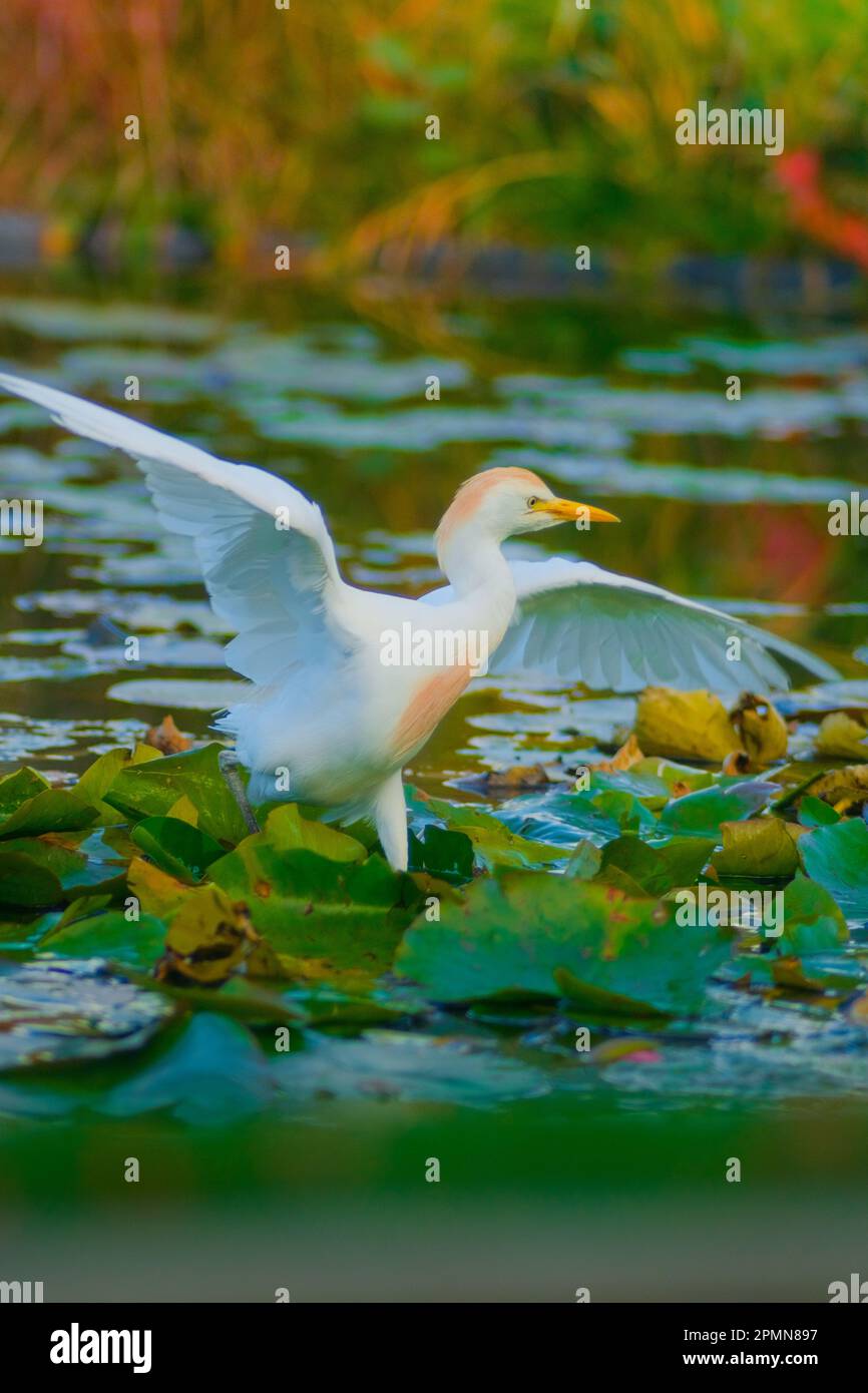 Tanz des Kuhreihers Stockfoto
