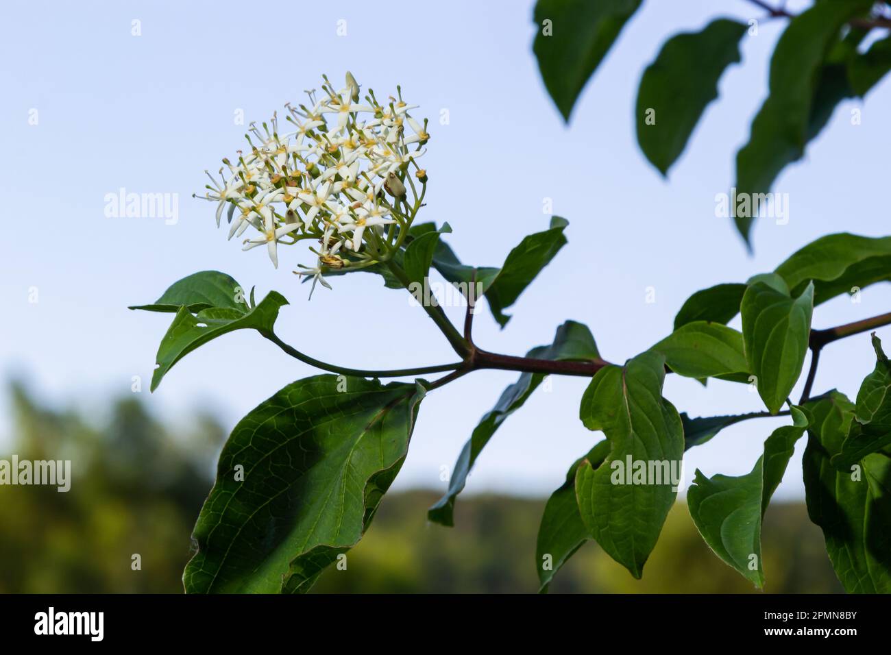 Cornus sanguinea, der gemeine Dornhai, blüht mit grünen Blättern. Frühlingsblume Viburnum lantana. Stockfoto