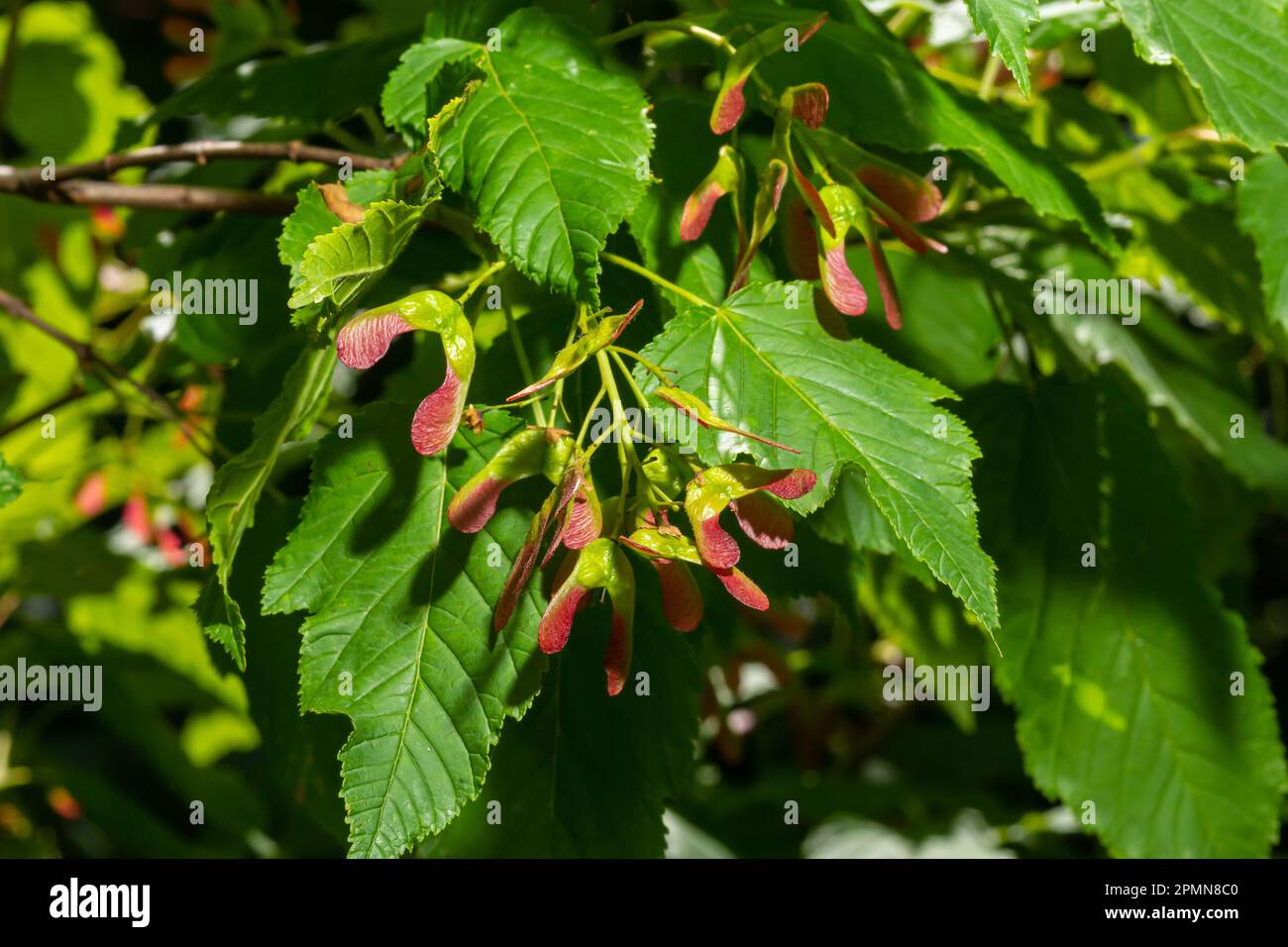 Nahaufnahme rötlich-rosa gereifter Früchte von Acer tataricum subsp. Ginnala Tatar Ahorn oder Tatarianischer Ahorn. Stockfoto