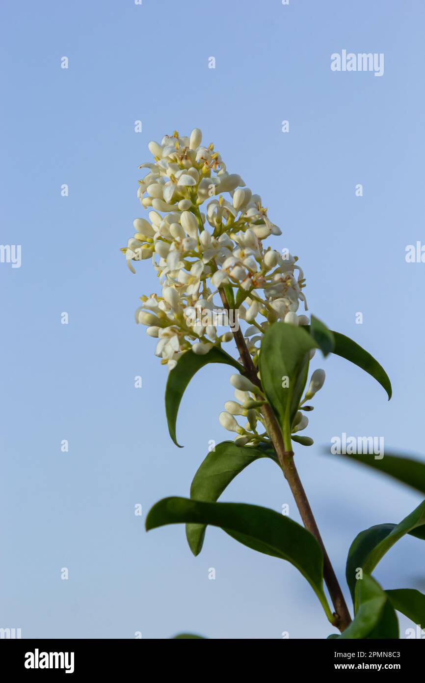 Ligustrum vulgare wilde europäische privet weiße Blütenpflanze, Gruppe duftender Blüten in Blüte auf Strauchzweigen, grüne Blätter. Stockfoto