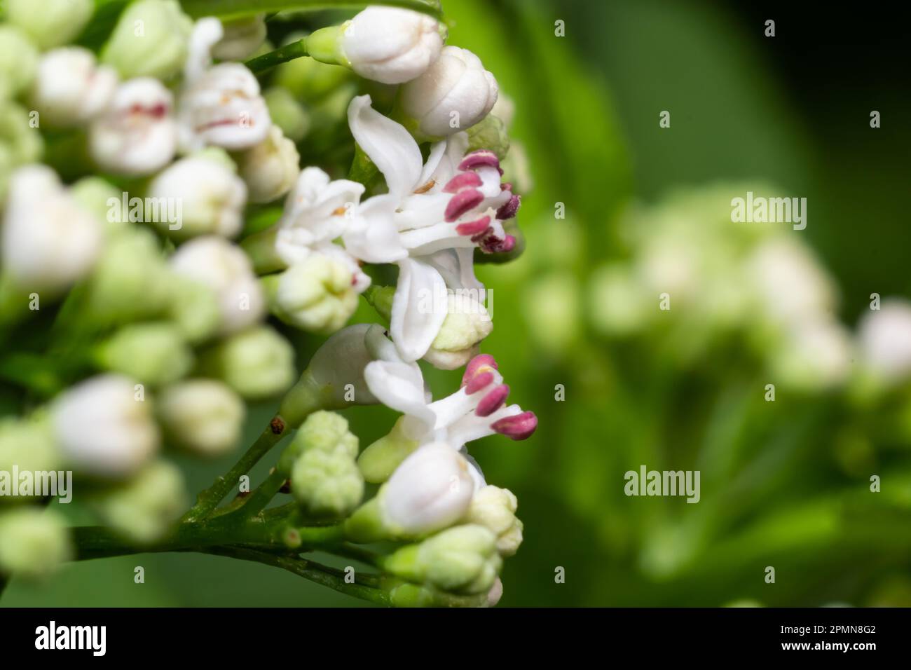 In der Wildnis blüht der krautige Sambucus ebulus im Sommer. Stockfoto