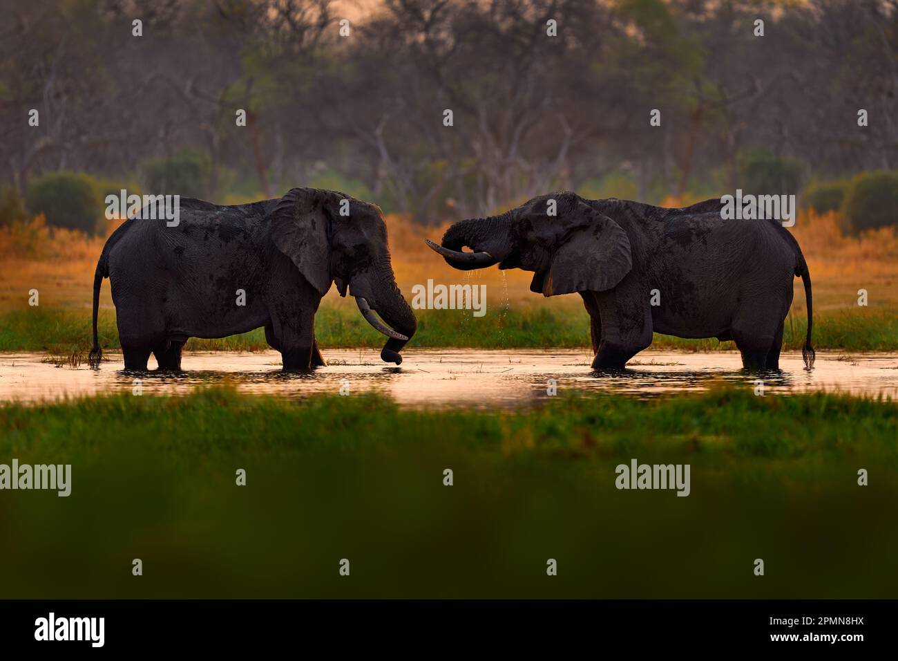 Elefantenkampf im Khwai, Moremi in Botswana. Sonnenuntergang in Afrika, Elefant im Wasser, abendlicher Lifter. Zwei große Tiere mit Stoßzähnen. Stockfoto