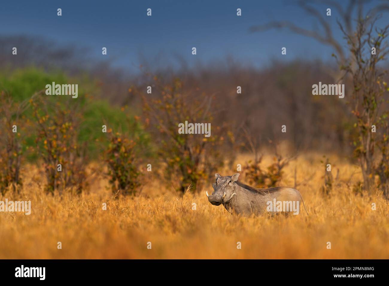 Warzenschwein, braunes wildes Tier. Nahaufnahme des Tieres im Naturlebensraum. Wildtiere auf African Safari, Okavango, Botsuana. Afrika - Wildschwein wi Stockfoto