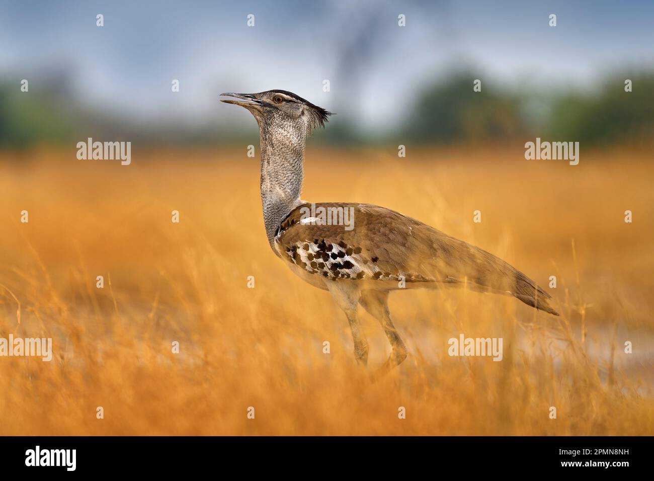 Kori bustard, Ardeotis kori, größter fliegender Vogel, der in Afrika beheimatet ist. Vogel im Gras, Abendlicht, Savuti, Chobe NP, Botswana. Wildlife-Szene aus Einem Stockfoto