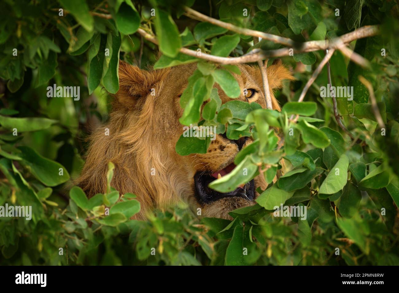 Der Löwe versteckt sich hinter dem Ast in Okavango Delta, Botswana. Safari in Afrika. Afrikanischer Löwe im Gras, mit wunderschönem Abendlicht. Wildlife sc Stockfoto
