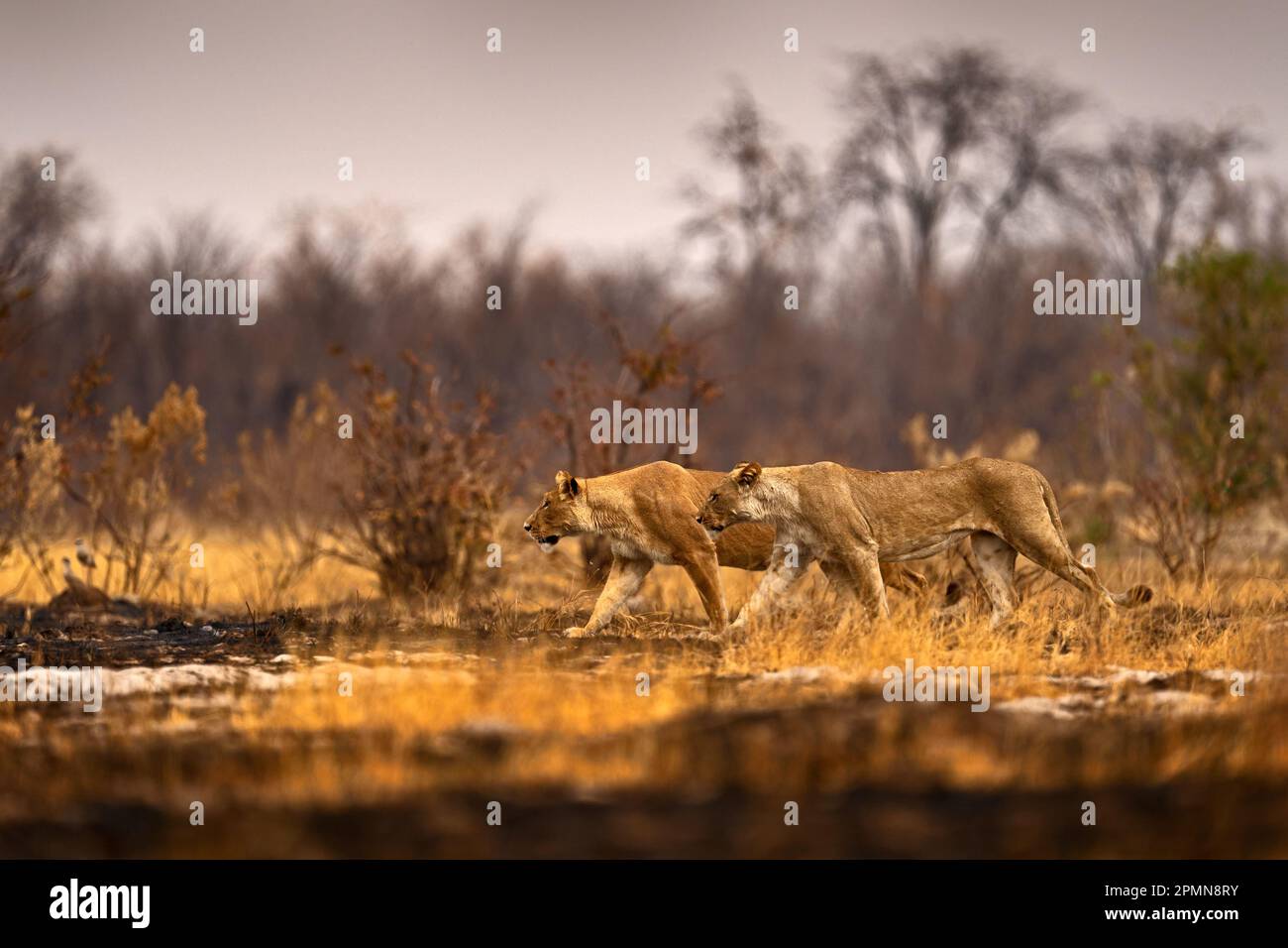 Afrikanischer Löwe, männlich. Botswanische Tierwelt. Löwe, Feuer verbrannt zerstörte Savanne. Tier im Feuer verbrannte Stelle, Löwe in der schwarzen Asche und Asche liegend, Savu Stockfoto