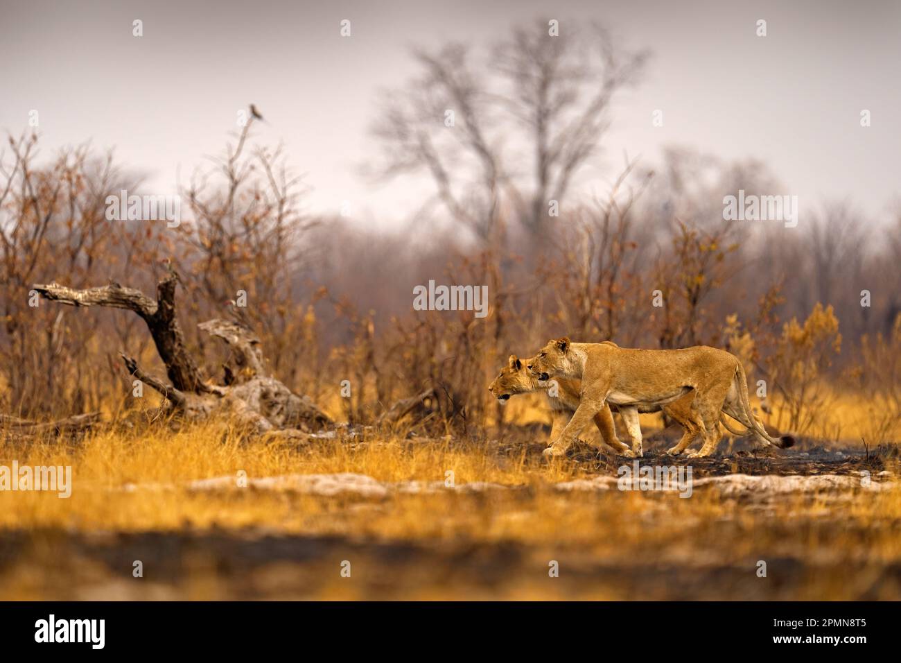 Afrikanischer Löwe, männlich. Botswanische Tierwelt. Löwe, Feuer verbrannt zerstörte Savanne. Tier im Feuer verbrannte Stelle, Löwe in der schwarzen Asche und Asche liegend, Savu Stockfoto