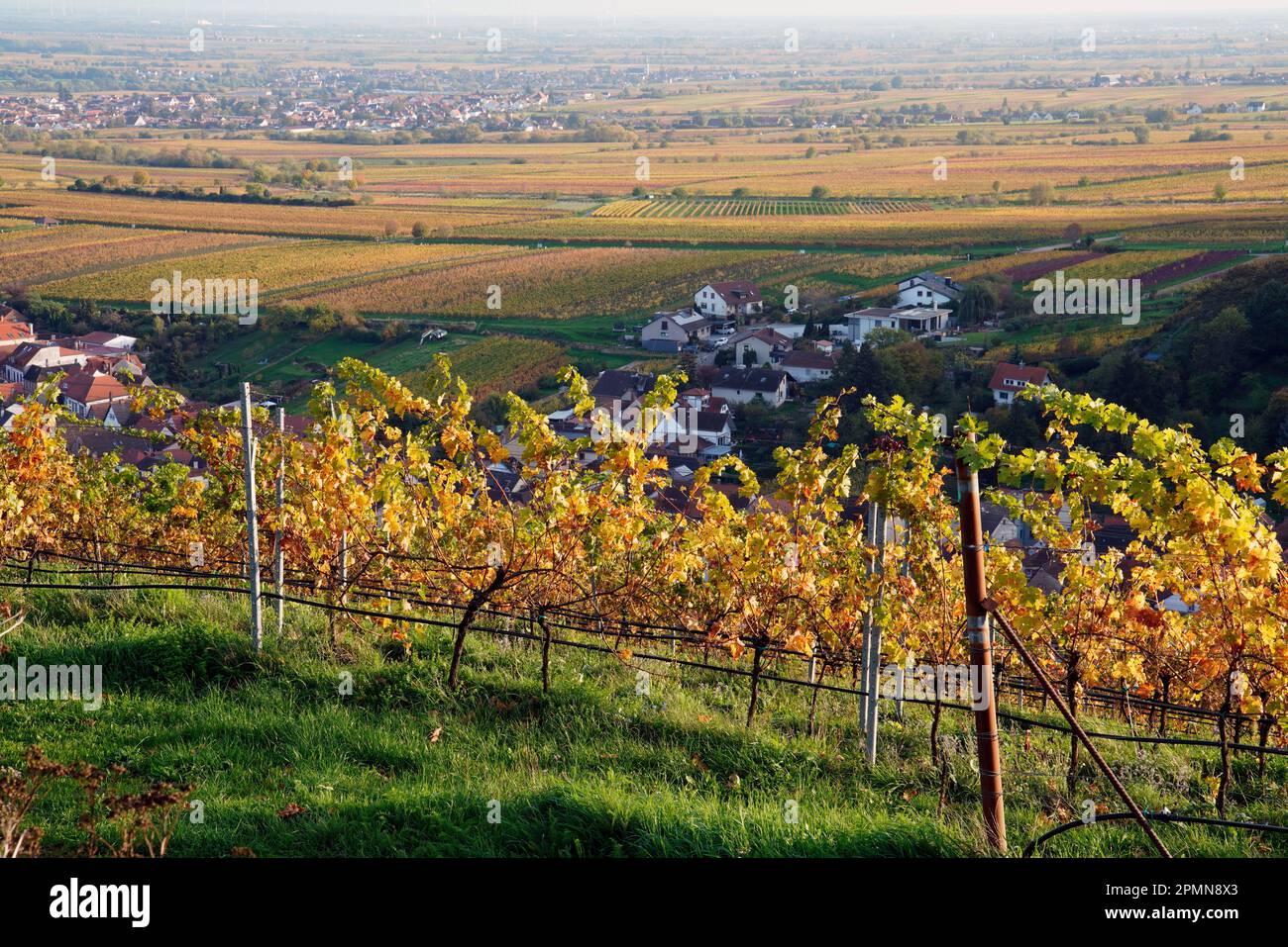 Weinberg, Maikammer, Südweinstraße, Rheinland-Pfalz, Deutschland Stockfoto