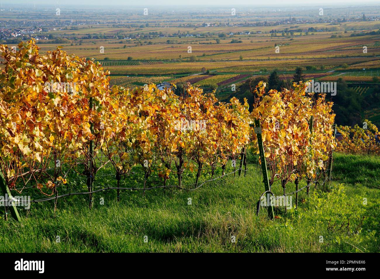 Weinberg, Maikammer, Südweinstraße, Rheinland-Pfalz, Deutschland Stockfoto