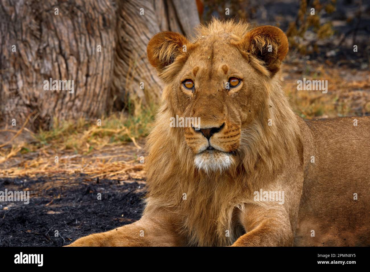 Afrikanischer Löwe, männlich. Botswanische Tierwelt. Löwe, Feuer verbrannt zerstörte Savanne. Tier im Feuer verbrannte Stelle, Löwe in der schwarzen Asche und Asche liegend, Savu Stockfoto