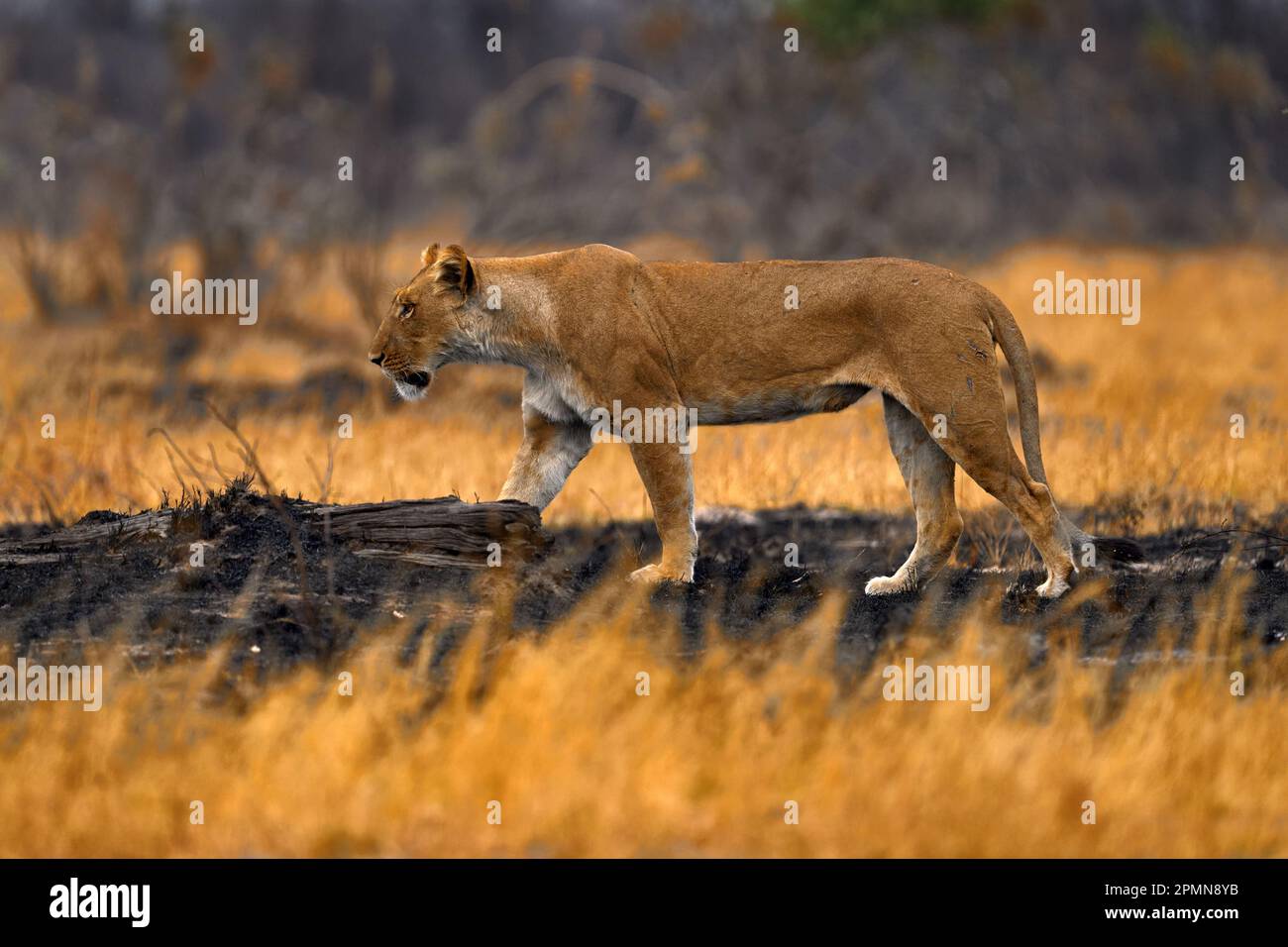 Afrikanischer Löwe, männlich. Botswanische Tierwelt. Löwe, Feuer verbrannt zerstörte Savanne. Tier im Feuer verbrannte Stelle, Löwe in der schwarzen Asche und Asche liegend, Savu Stockfoto