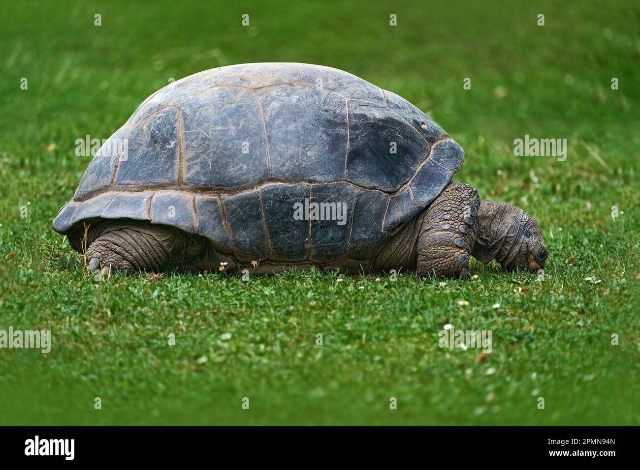 Aldabra Riesenschildkröte, Aldabrachelys gigantea, Schildkröte auf dem grünen Gras. Endemisch auf den Inseln des Aldabra-Atolls auf den Seychellen. Es ist eine von Stockfoto