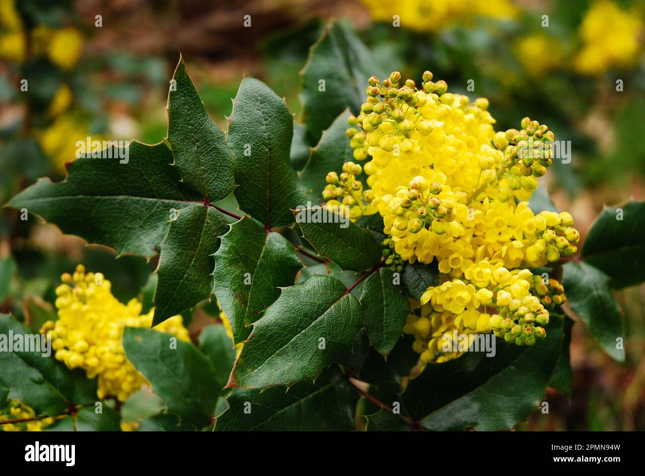 Mahonia aquifolium ist ein Zierstrauch in der Familie Berberidaceae