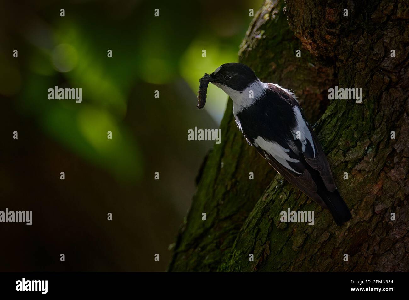 Halsbandschnäpper, Ficedula albicollis, schwarz-weißer kleiner Singvögel in der Nähe des Baumstammnistlochs. Fliegenfänger mit Fang im Schnabel, grün ins Stockfoto