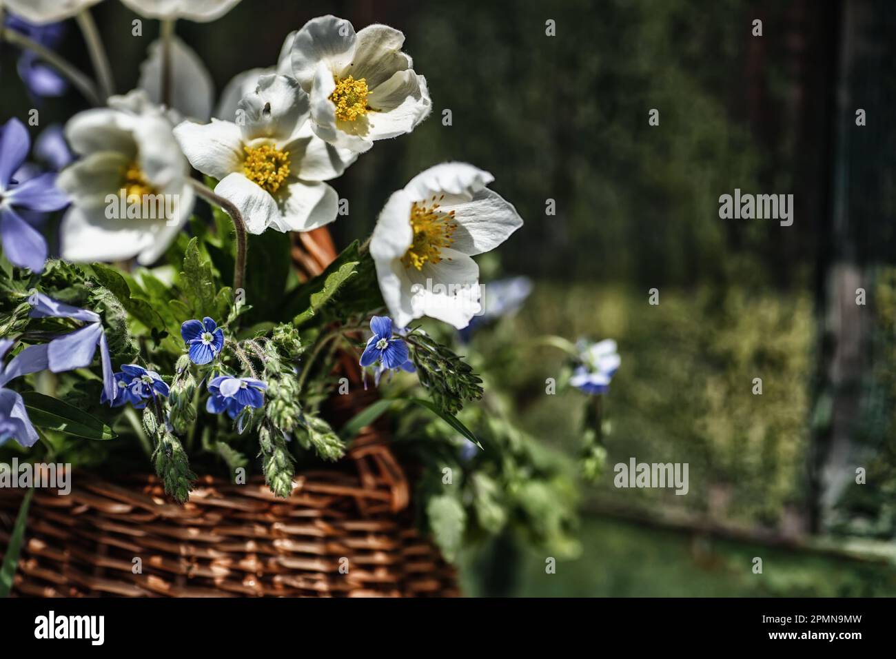 Blumenstrauß im Korb Anemonoides nemorosa, Geruchsfuchs, Whetzelkraut Stockfoto