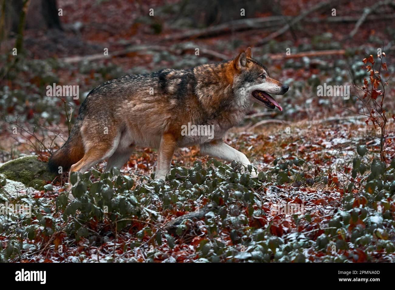 Wolf im verschneiten Felsberg, Europa. Winterwildszene aus der Natur. Grauer Wolf, Canis Lupus mit Felsen im Hintergrund. Kalte Schneezeit in der Natur Stockfoto