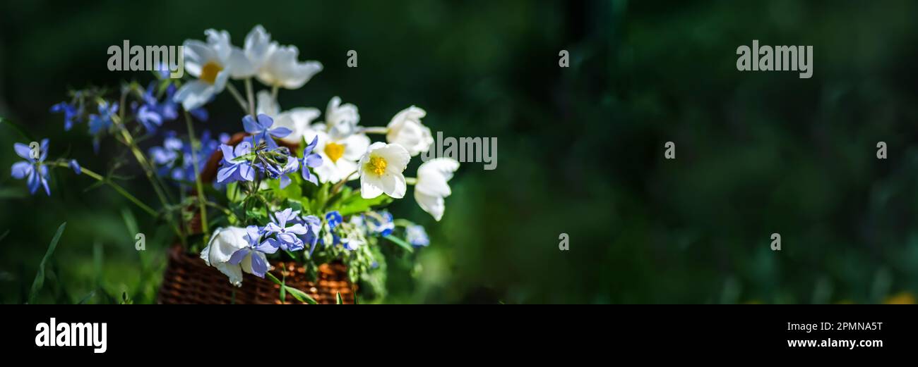 Natur: Strauß aus Butterblumen und blauen Blumen im Korb. Stockfoto