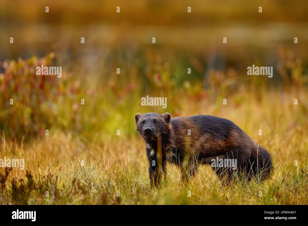 Wolverine läuft im goldenen Herbstgras. Tierverhalten im Habitat, Finnland. Wolverine in finnischer Taiga. Wildtiere aus der Natur. Seltener Lauf Stockfoto