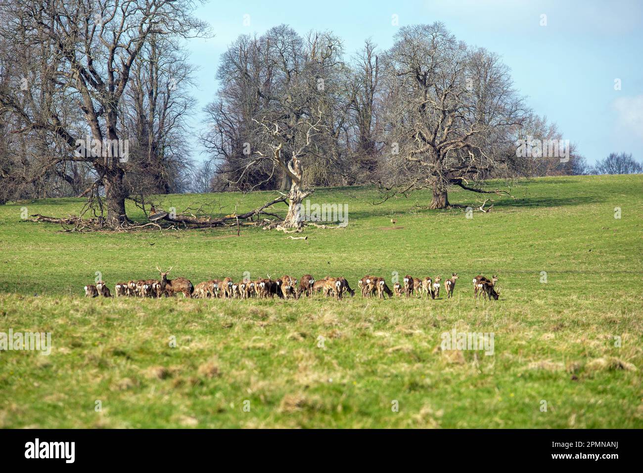 Herde von Rotwild, die frei im Studley Royal Gardens Park in North Yorkshire umherstreifen Stockfoto