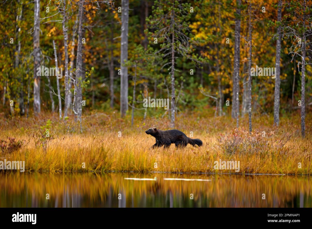 Wolverine läuft im goldenen Herbstgras. Tierverhalten im Habitat, Finnland. Wolverine in finnischer Taiga. Wildtiere aus der Natur. Seltener Lauf Stockfoto