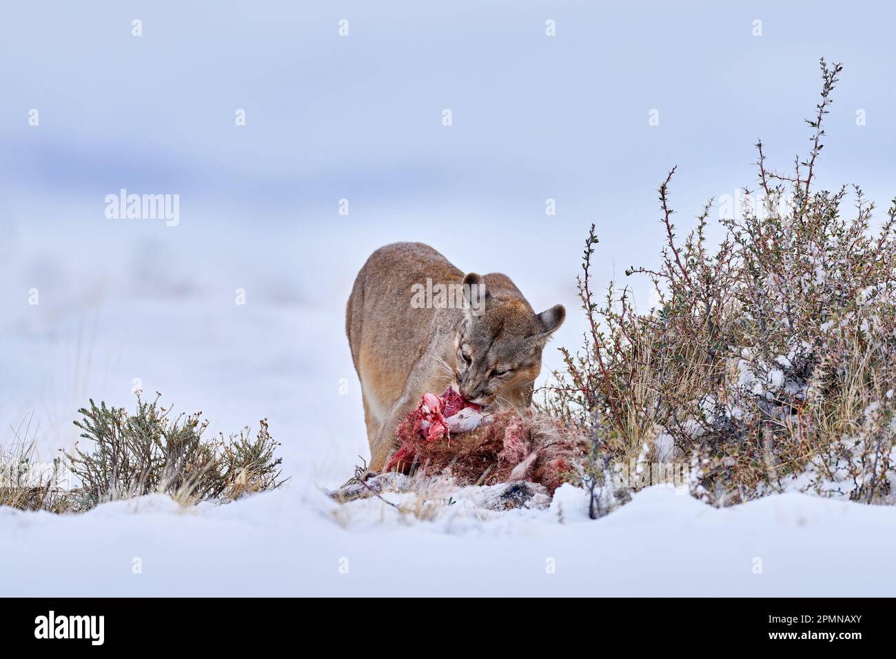 Puma isst Guancao-Kadaver, Skelett im Mund, Maulkorb mit Zunge. Wildtiernetz in Torres del Paine NP in Chile. Winter mit Schnee. Stockfoto
