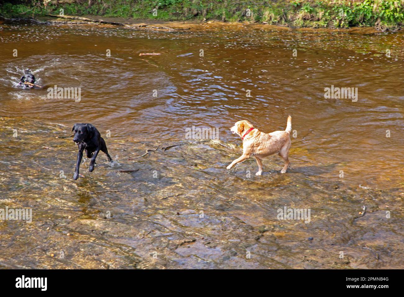 Labrador-Hunde, die Spaß beim Spielen in einem Flusswasser haben Stockfoto