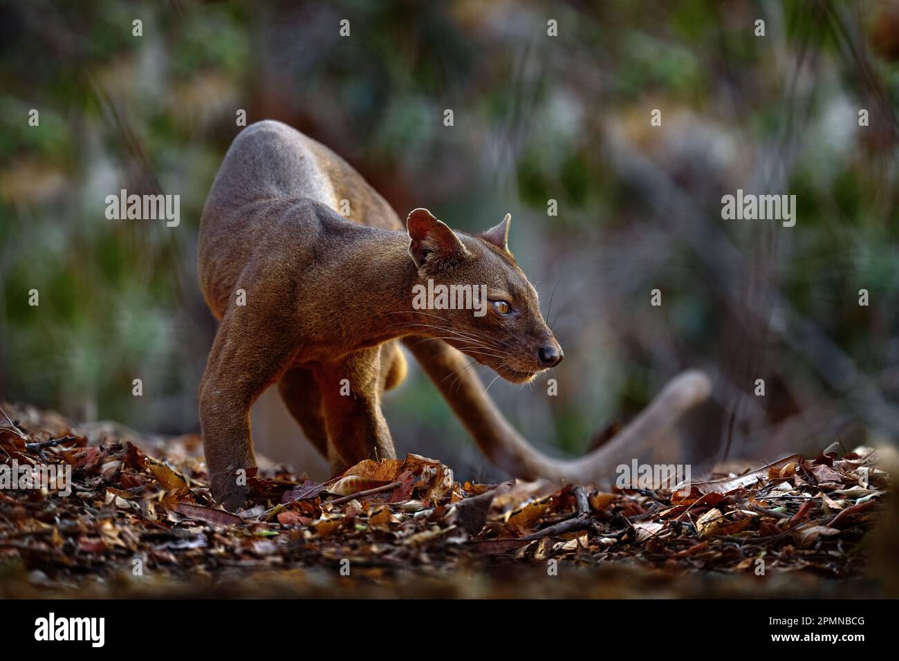 Fosa, Cryptoprocta ferox, Kirindy Forest in Madagaskar. Raubtier in der Natur Madagaskars endemisch. Fosa, Säugetier im natürlichen Lebensraum, wild. Rar Stockfoto