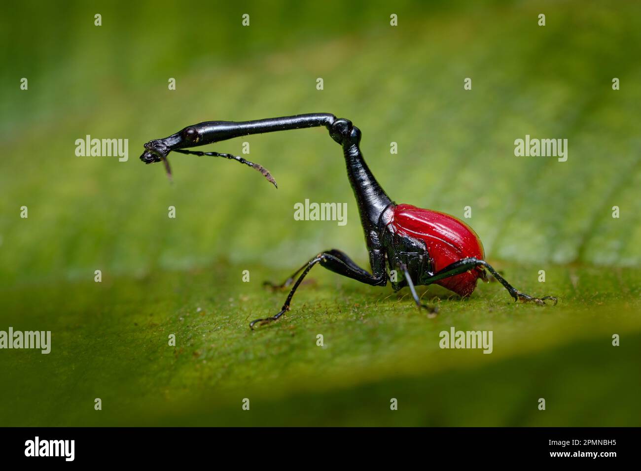 Madagaskar endemisch. Giraffenweevil, Trachelophorus giraffa, schwarze und rote Käfer-Insekten auf den grünen Blättern. Giraffen-Weevil im Naturwaldlebensraum Stockfoto