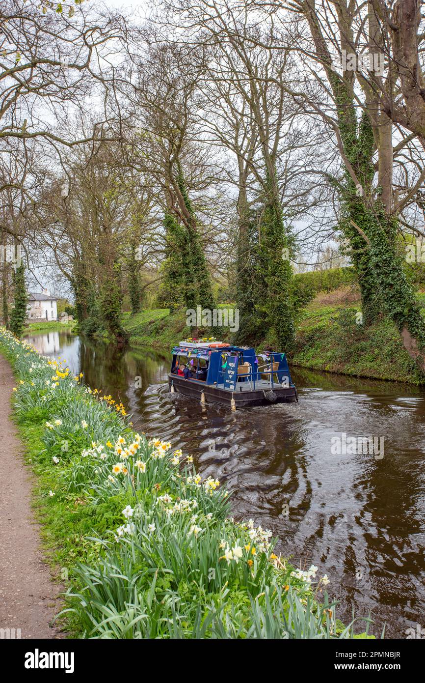 Canal Narrowboat, Pride of Ripon, der im Frühling auf dem Ripon Canal in North Yorkshire an Narzissen vorbeifährt, die auf dem Schleppweg wachsen Stockfoto Canal Narrowboat, Pride of Ripon, der im Frühling auf dem Ripon Canal in North Yorkshire an Narzissen vorbeifährt, die auf dem Schleppweg wachsen Stockfoto