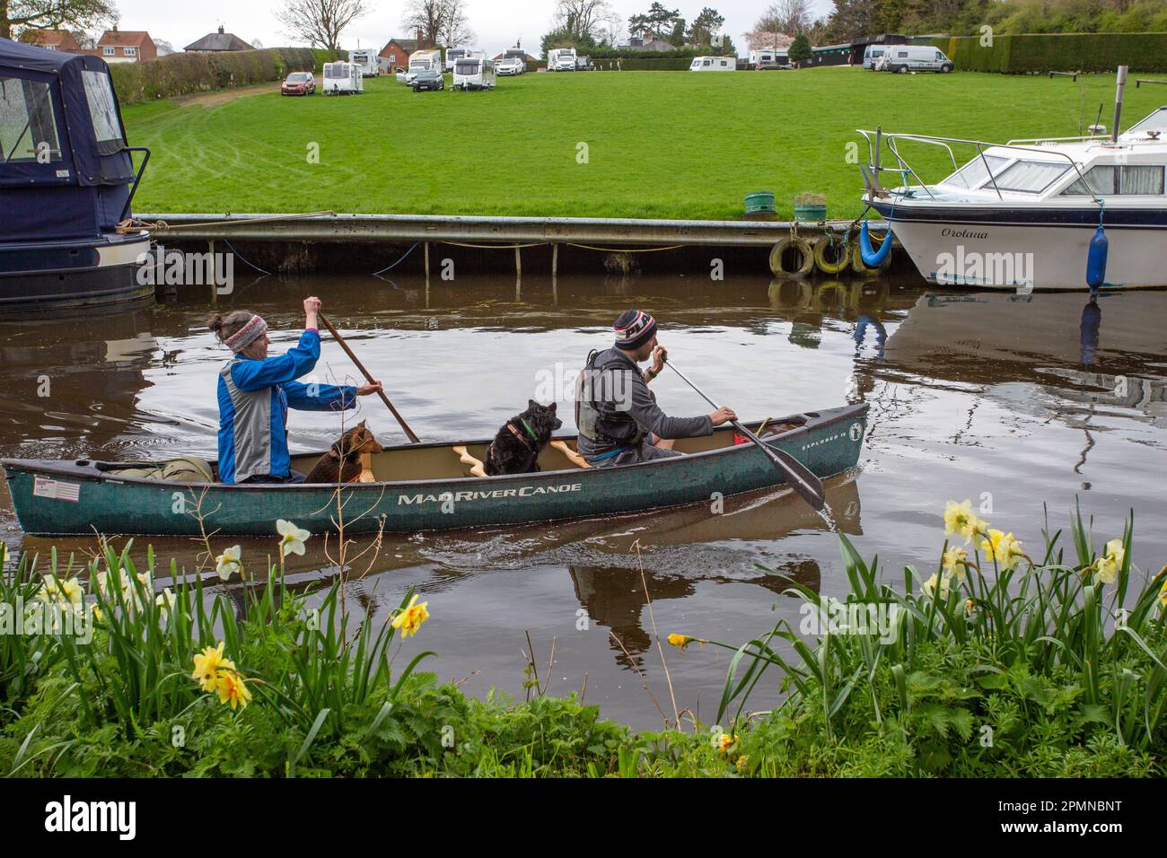 Ein paar Kanufahrten mit zwei Hunden an Bord in der Nähe der Stadt Ripon in North Yorkshire mit dem Kajak entlang des Ripon-Kanals Stockfoto