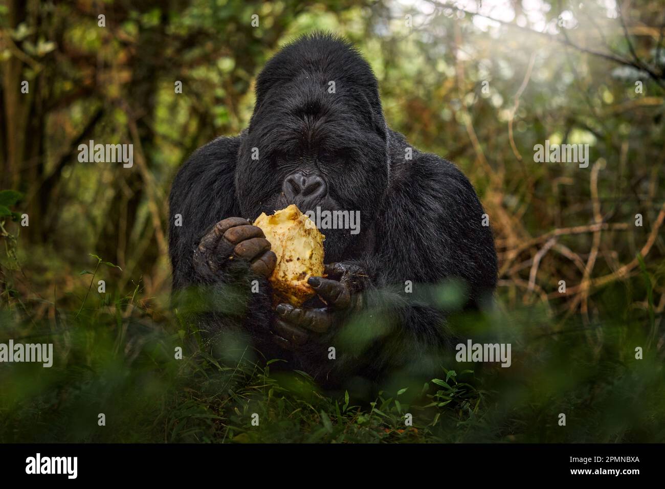Gorilla - Wildlife Forest Portrait. Uganda-Berggorilla mit Essen. Detailgetreues Primatenporträt mit wunderschönen Augen. Wildtiere aus der Natur. A Stockfoto