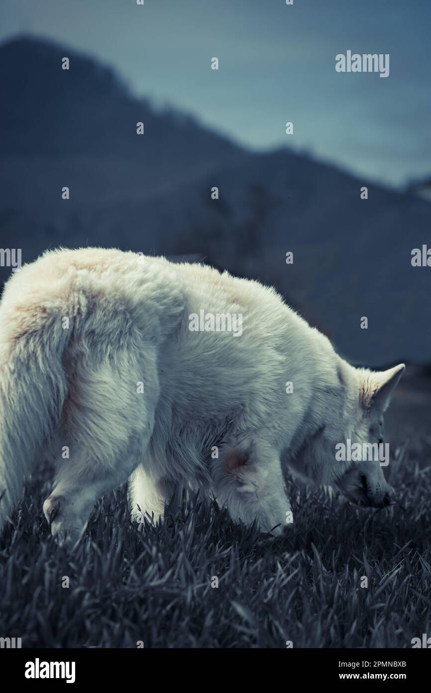 Weiße Schweizer Schäferporträts Stockfoto