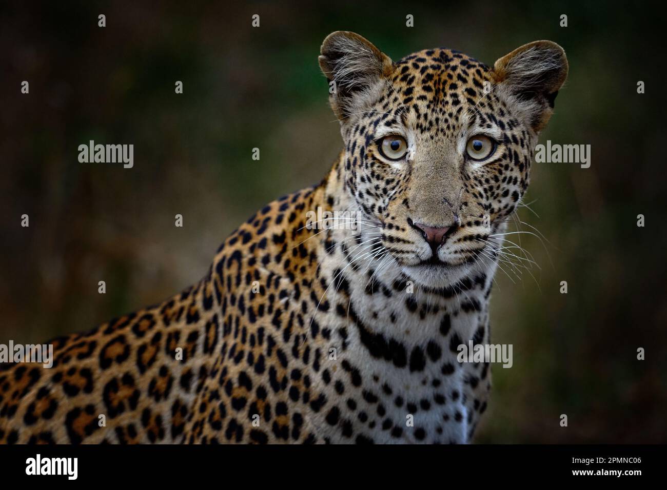 Botswanische Natur. Leopard, Panthera pardus Shortidgei, verstecktes Kopfporträt im schönen orangefarbenen Gras, große Wildkatze in der Natur, sonniger Tag Stockfoto