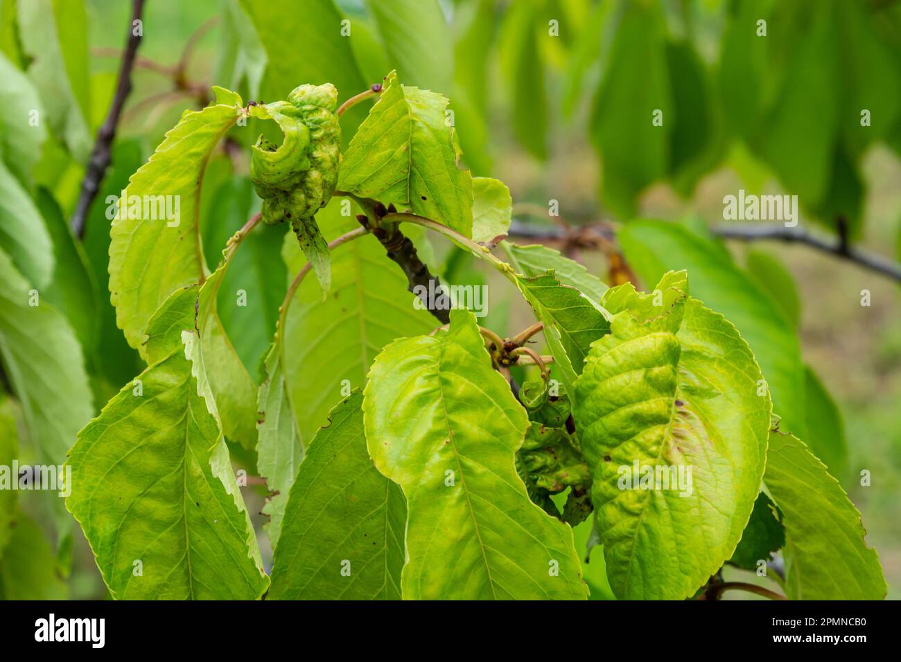 Verdrehte Kirschblätter. Kirschzweig mit zerknitterten Blättern durch schwarze Blattläuse. Blattläuse, Aphis schneideri, schwere Schäden durch Gartenschädlinge. Stron Stockfoto