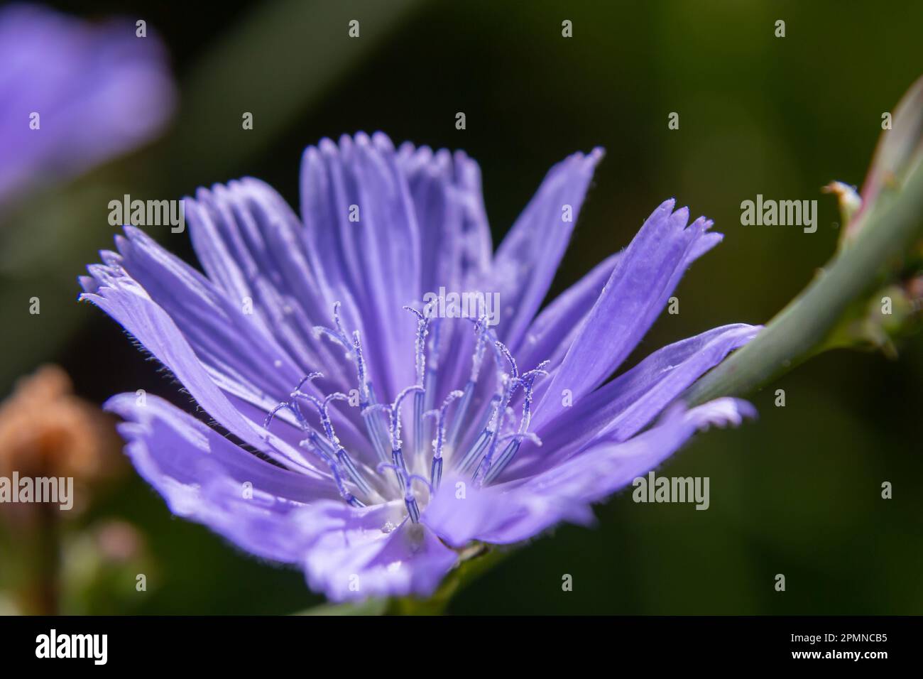 Blüten aus gewöhnlichem Chicorée oder Cichorium intybus, die gemeinhin als blaue Matrosen, Zichorien, Kaffeekräuter oder Succorien bezeichnet werden, sind eine mehrjährige Kräuterpflanze. Cl Stockfoto